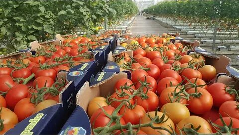 Foto - İhracatın kralı domates ve biber oldu! Hepsi geride kaldı