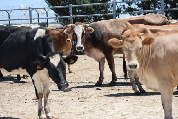 Foto - İhtiyaç sahibi aileler için kurbanlıkların kesimine başlandı