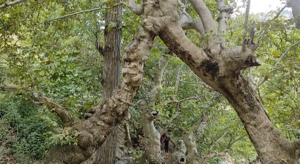 Foto - İki ağaç birleşip 50 metre yükseldi