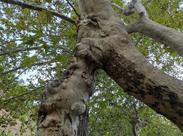 Foto - İki ağaç birleşip 50 metre yükseldi