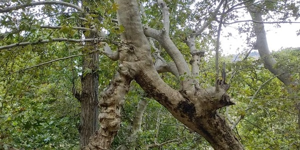 Foto - İki ağaç birleşip 50 metre yükseldi