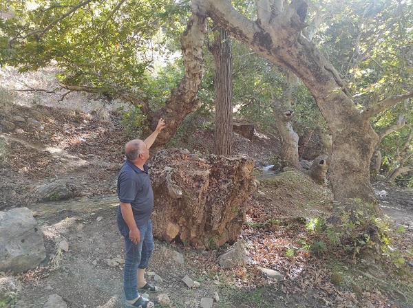 Foto - İki ağaç birleşip 50 metre yükseldi