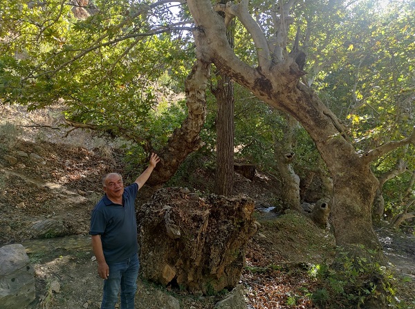 Foto - İki ağaç birleşip 50 metre yükseldi
