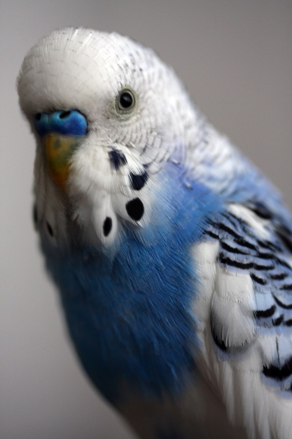 Foto - İki aydır her yerde aranıyor! 