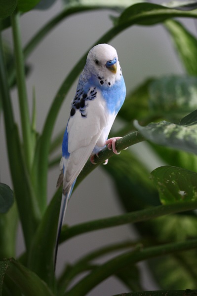 Foto - İki aydır her yerde aranıyor! 