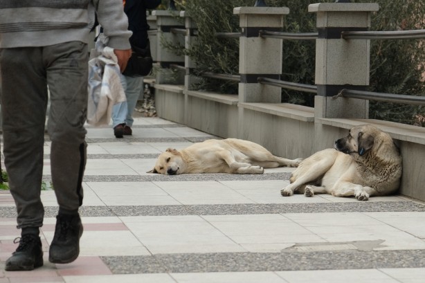 Foto - İki günde iki saldırı! Başıboş köpeklerin saldırdığı küçük çocuk ölümden döndü
