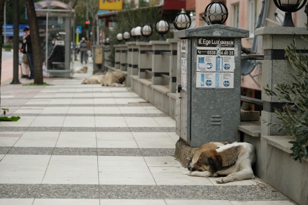 Foto - İki günde iki saldırı! Başıboş köpeklerin saldırdığı küçük çocuk ölümden döndü