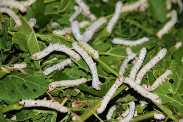 Foto - İki kadın arkadaş sırt sırta verdi... 45 günde 34 bin lira kazanıyorlar