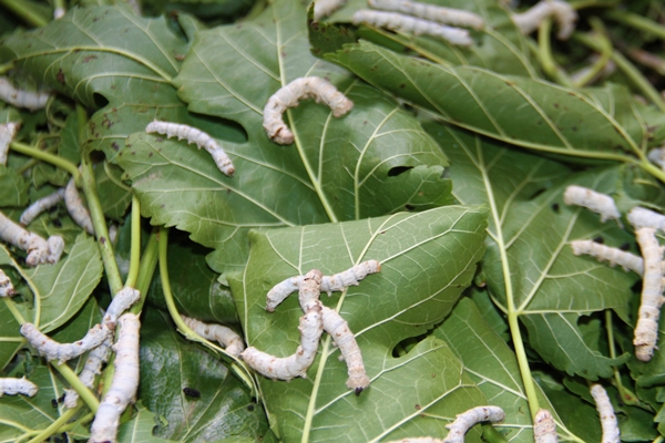 Foto - İki kadın arkadaş sırt sırta verdi... 45 günde 34 bin lira kazanıyorlar