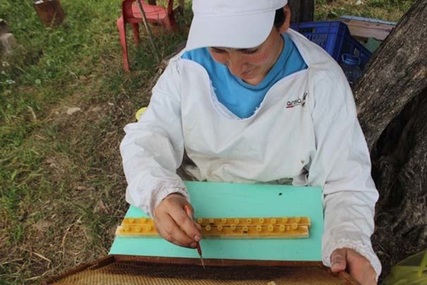 Foto - İki kadın yeni bir arı ırkı geliştirdi.