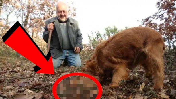 İki köpeği dağlardan buluyor, o satıyor! Kilosu 2500 TL’ye kadar çıkıyor! Bu işi yapan çok az kişi var