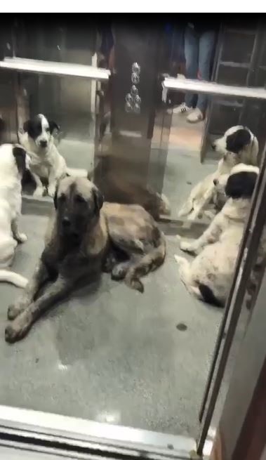 Foto - İki mahalle arasında ulaşım böyle sağlanıyor! Köpekler yürümüyor asansör kullanıyor ama...