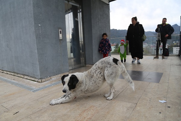 Foto - İki mahalle arasında ulaşım böyle sağlanıyor! Köpekler yürümüyor asansör kullanıyor ama...