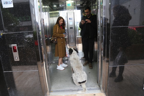 İki mahalle arasında ulaşım böyle sağlanıyor! Köpekler yürümüyor asansör kullanıyor ama...