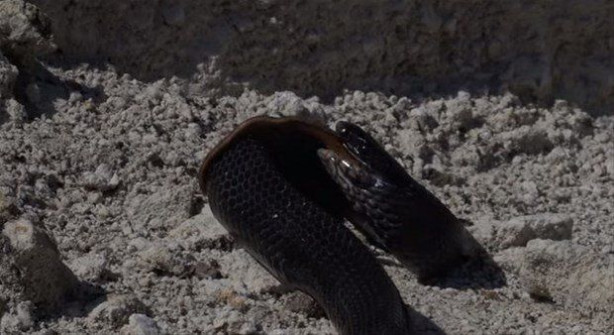 Foto - İki ölümcül yılan birbirini yemek için savaştı!