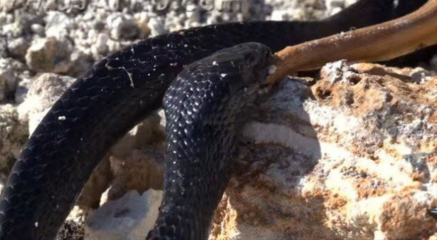 Foto - İki ölümcül yılan birbirini yemek için savaştı!