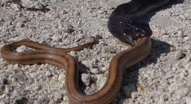 Foto - İki ölümcül yılan birbirini yemek için savaştı!