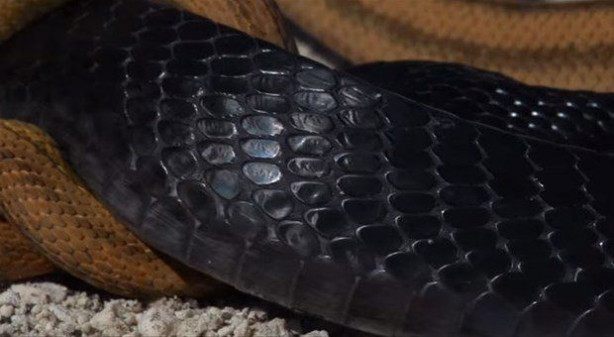 Foto - İki ölümcül yılan birbirini yemek için savaştı!