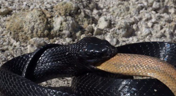 Foto - İki ölümcül yılan birbirini yemek için savaştı!