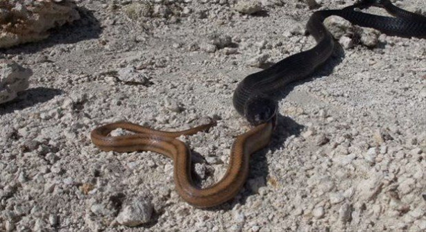 Foto - İki ölümcül yılan birbirini yemek için savaştı!