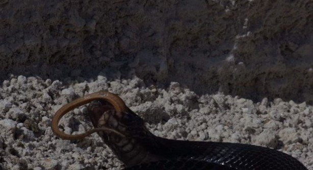 Foto - İki ölümcül yılan birbirini yemek için savaştı!