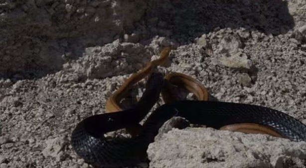 Foto - İki ölümcül yılan birbirini yemek için savaştı!