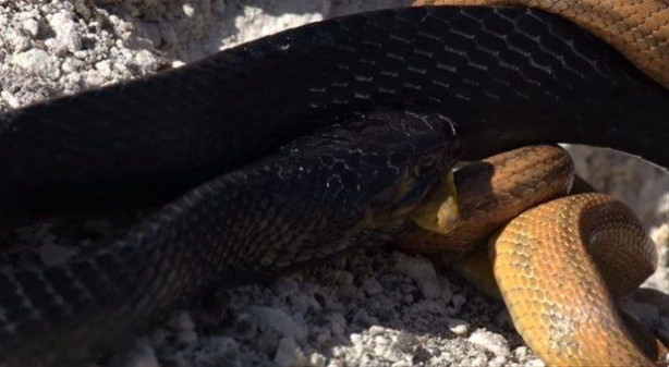 Foto - İki ölümcül yılan birbirini yemek için savaştı!