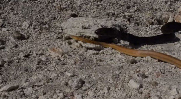 Foto - İki ölümcül yılan birbirini yemek için savaştı!