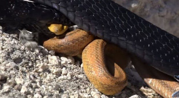 Foto - İki ölümcül yılan birbirini yemek için savaştı!