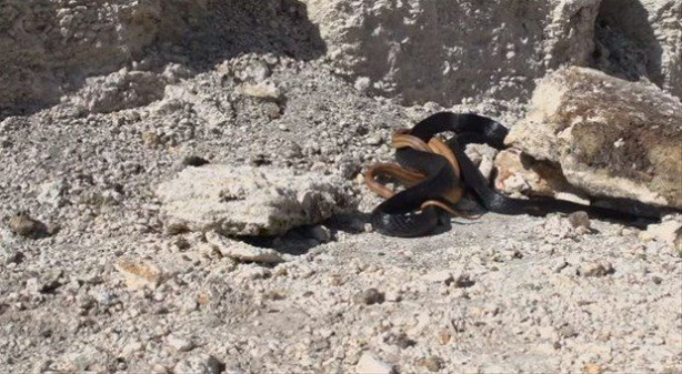 Foto - İki ölümcül yılan birbirini yemek için savaştı!