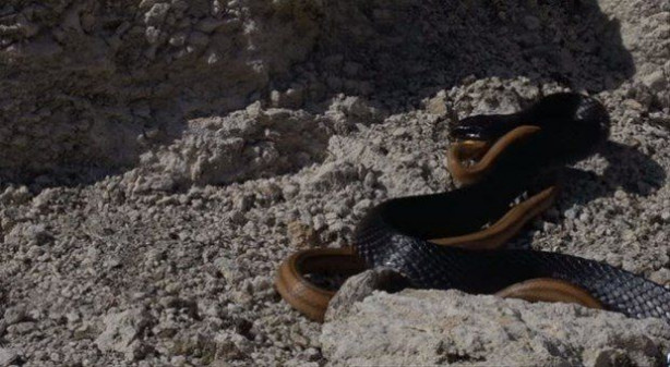 Foto - İki ölümcül yılan birbirini yemek için savaştı!