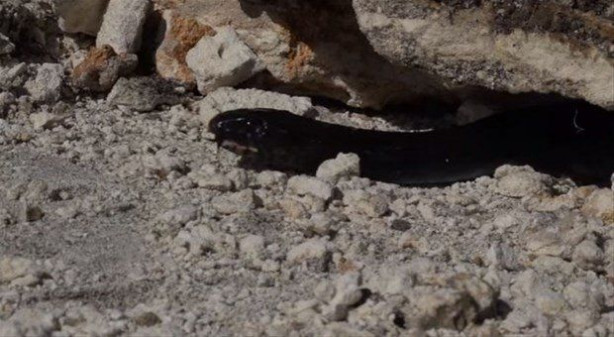 Foto - İki ölümcül yılan birbirini yemek için savaştı!