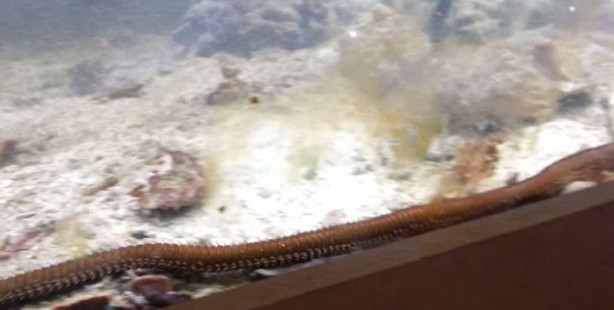 Foto - İki yıldır akvaryumunu temizlemeyen adam bakın neyle karşılaştı!