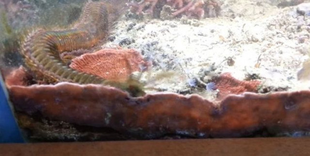 Foto - İki yıldır akvaryumunu temizlemeyen adam bakın neyle karşılaştı!