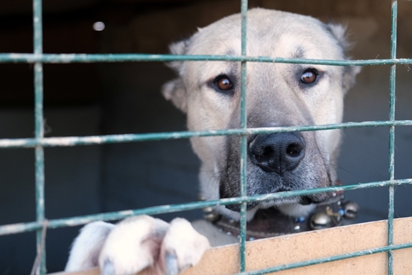 İkinci el otomobil fiyatına satılıyor! Yurt dışından resmen sıraya giriyorlar