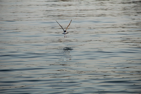 İklim değişikliği deniz canlılarını böyle etkiledi
