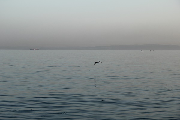 Foto - İklim değişikliği deniz canlılarını böyle etkiledi