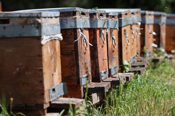 Foto - İklim değişikliği en çok onları etkiledi