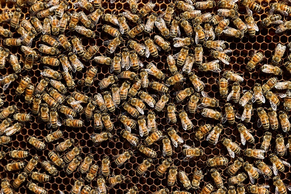 Foto - İklim değişikliği en çok onları etkiledi