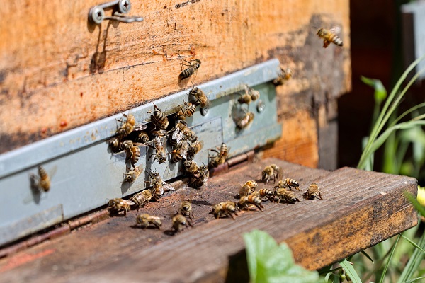 Foto - İklim değişikliği en çok onları etkiledi