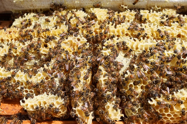 Foto - İklim değişikliği en çok onları etkiledi