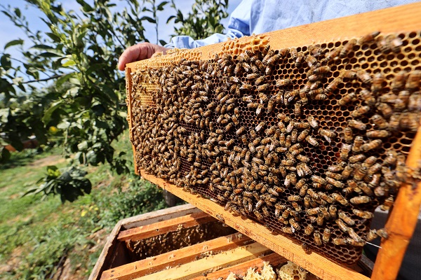 Foto - İklim değişikliği en çok onları etkiledi