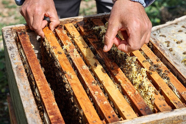 Foto - İklim değişikliği en çok onları etkiledi