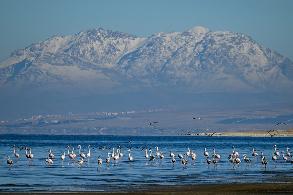 Foto - İklim değişikliği flamingoların göç yolculuğunu etkiledi