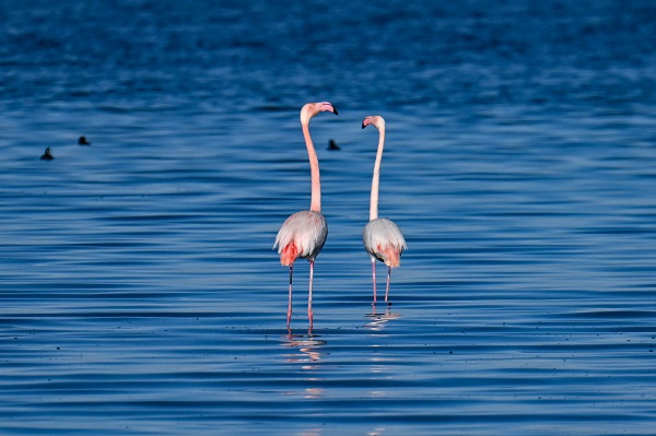 Foto - İklim değişikliği flamingoların göç yolculuğunu etkiledi