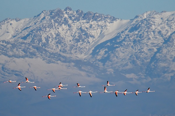 Foto - İklim değişikliği flamingoların göç yolculuğunu etkiledi