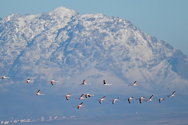 Foto - İklim değişikliği flamingoların göç yolculuğunu etkiledi