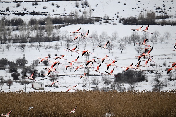 Foto - İklim değişikliği flamingoların göç yolculuğunu etkiledi