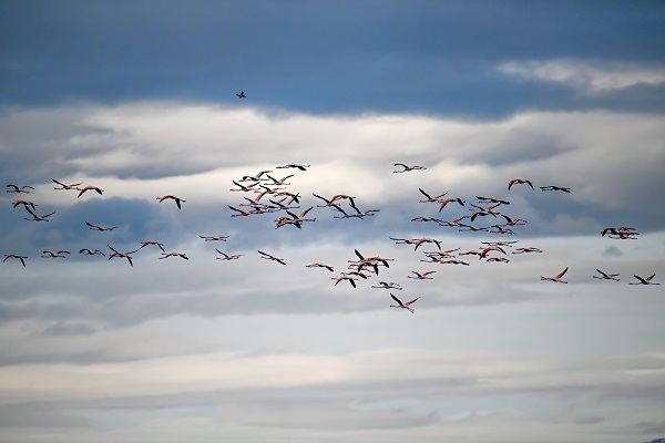 Foto - İklim değişikliği flamingoların göç yolculuğunu etkiledi