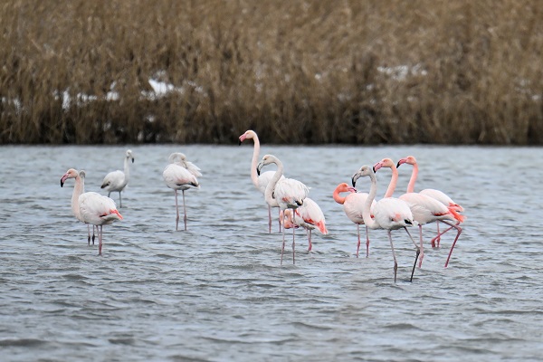 Foto - İklim değişikliği flamingoların göç yolculuğunu etkiledi